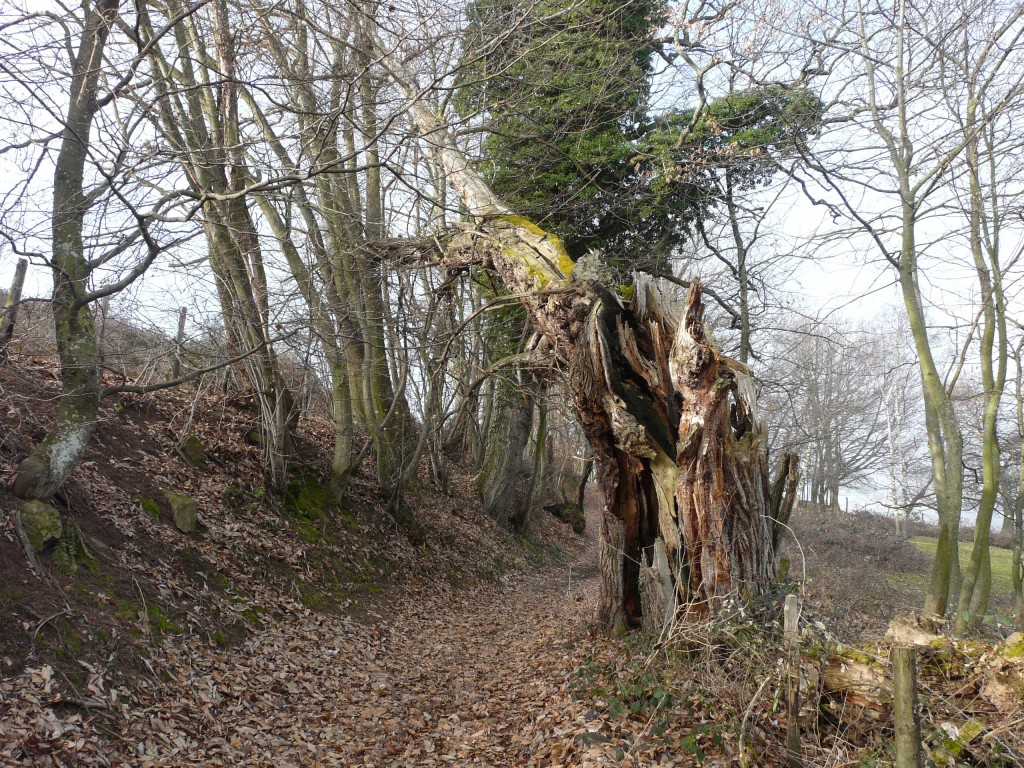 Rontalon, 01-02-09, 11-45.jpg